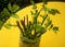 Cuttings of roses prepared for planting