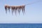 Cuttle-fish hanging to dry