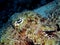 Cuttlefish Closeup