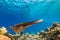 Cuttlefish on a coral reef in Philippines