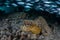 Cuttlefish and Fish in Shadows Below Jetty in Raja Ampat