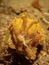 Cuttlefish holding a shrimp in Lembeh Straits Indonesia