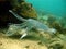 Cuttlefish mating