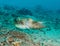 Cuttlefish on a reef