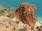 Cuttlefish (Sepia) in clear blue water