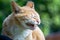 Cuty chubby orange domestic cat close its eyes and bare its fangs