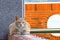Cuty chubby orange domestic cat lies on the brick wall