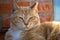 Cuty chubby orange domestic cat lies on the brick wall