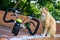 Cuty chubby orange domestic cat  sit near the bicycle in the garden