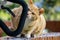 Cuty chubby orange domestic cat sniffs the bicycle handle to investigate