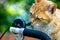 Cuty chubby orange domestic cat sniffs the bicycle handle to investigate