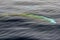 Cuvier beaked whale close up portrait