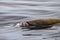 Cuvier beaked whale close up portrait