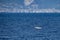 Cuvier beaked whale in mediterranean ligurian sea in front of genoa town italy