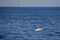 Cuvier beaked whale in mediterranean ligurian sea with sailboat on the back