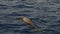 cuvier beaked whale mother and calf, slow motion footage