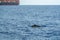 Cuvier beaked whale near container ship
