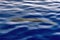 Cuvier Beaked Whale underwater near sea surface