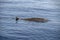 Cuvier Beaked Whale underwater near sea surface