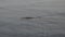 Cuvier Beaked Whale underwater near sea surface while breathing