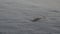 Cuvier Beaked Whale underwater near sea surface while breathing