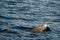 Cuvier beaked whales mother and calf