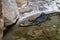 Cuvier dwarf caiman Paleosuchus palpebrosus in zoo Barcelona