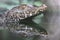 Cuvier\'s dwarf caiman