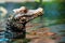 Cuvier\'s dwarf caiman