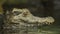 Cuvier\'s Dwarf Caiman (Paleosuchus palpebrosus)