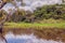 Cuyabeno River With His Dense Vegetation