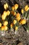 CVrocus bulb yellow flowers in Kastrup Denmark