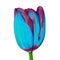 Cyan burgundy tulip flower isolated on a white background. Close-up. Flower bud on a green stem