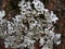 Cyan lichen on ash tree bark