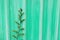 A Cyan Mint Wooden Like Background With A Little Green Tree on A Side and Copy Space