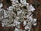 Cyan moss vegetation closeup