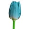 Cyan tulip flower isolated on a white background with clipping path. Close-up.