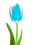 A cyan and white tulip flower isolated on a white background. Close-up. Flower bud on a green stem with leaves
