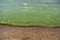 Cyanobacteria on the lake, green water, spoiled summer