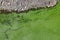 Cyanobacteria in the water. Dirty green water in a pond / dam in summer. Dangerous bathing for allergy sufferers. Environmental