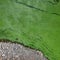 Cyanobacteria in the water. Dirty green water in a pond / dam in summer. Dangerous bathing for allergy sufferers. Environmental