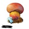 Cyanoboletus pulverulentus ink stain bolete, is an edible bolete edible fungus mushroom isolated. Digital art illustration,