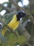 Cyanocorax incas green jay Inca jay neotropical bird in the humid forest