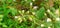 Cyanthillium Cinereum plant flowers on Blurred Background