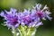 Cyanus montanus blue flowers, perennial cornflowe