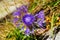 Cyanus montanus flower