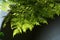 Cyathea spinulosa Tree fern