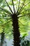 Cyathea spinulosa Tree fern