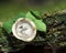 Cyathus olla.Bird`s nest mushroom, Cyathus striatus, abstract nature photo