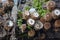 Cyathus striatus or Fluted Bird`s Nest mushroom